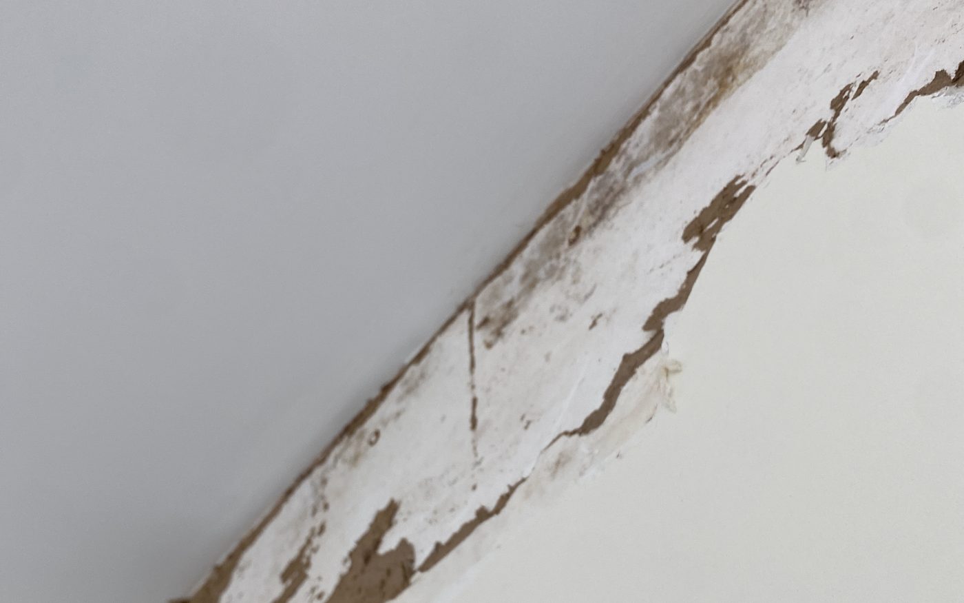 Drywall paper delaminated along a ceiling and wall line with grey surface staining visible